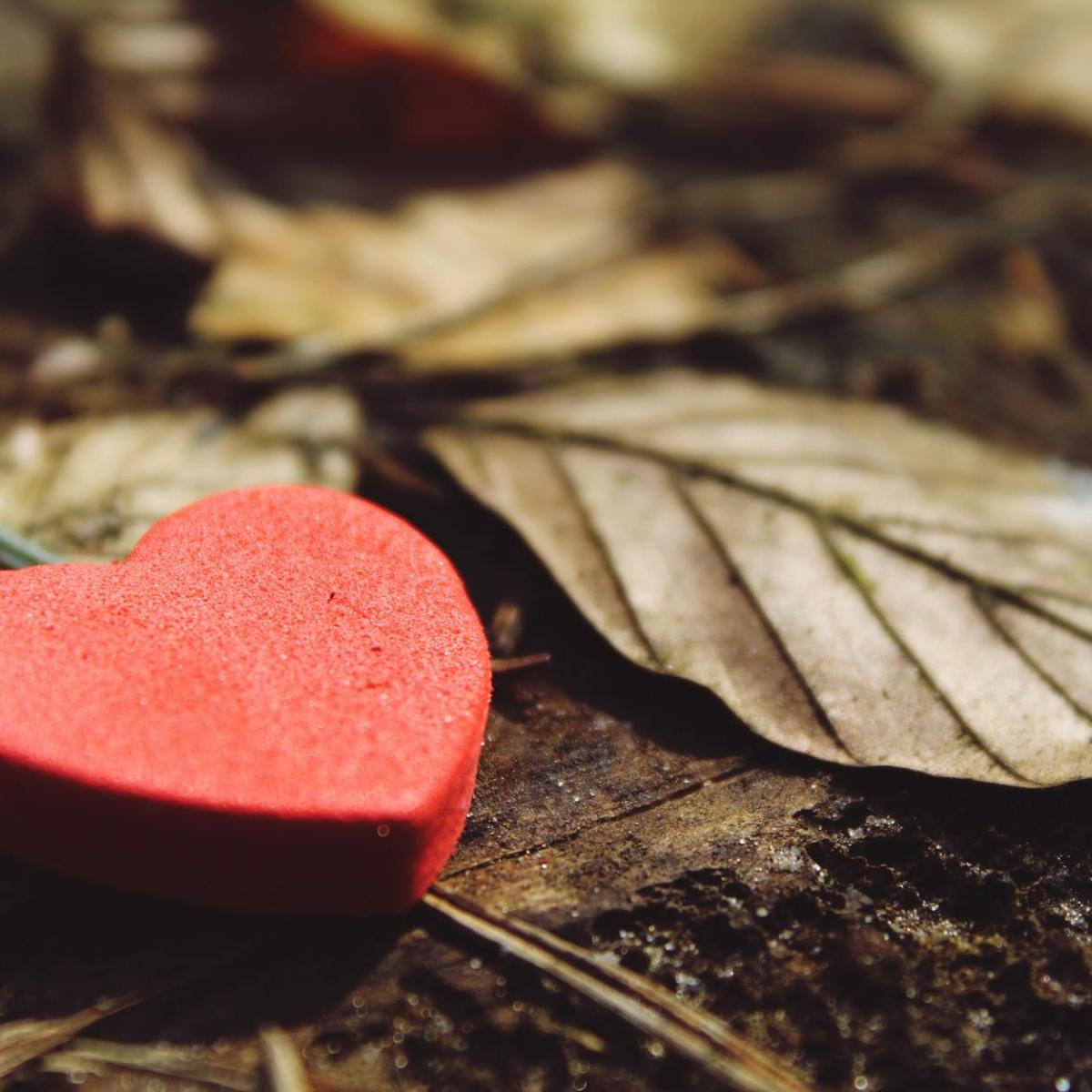 The Best Friend We’ll Ever&nbsp;Have